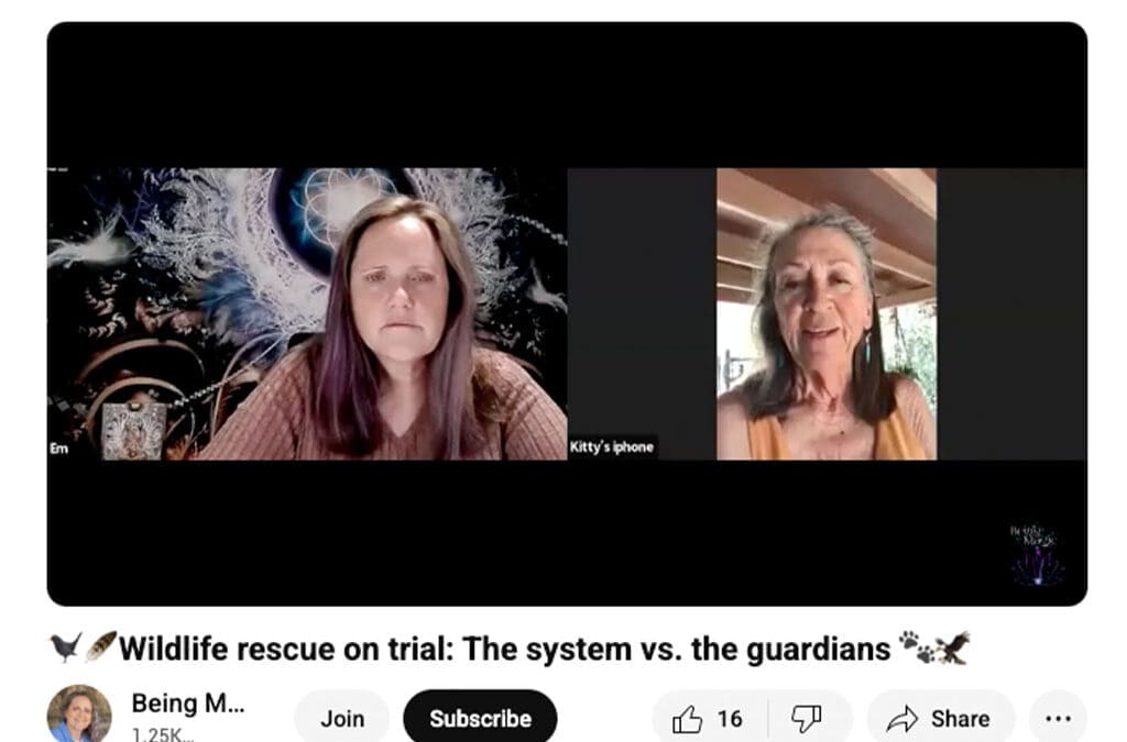 Wildlife Rescue on Trial: The System vs. The Guardians