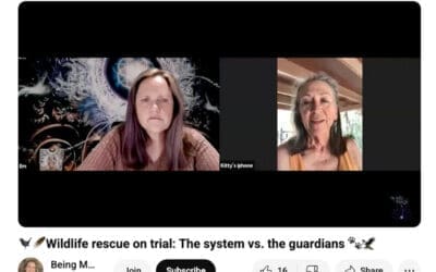 Wildlife Rescue on Trial: The System vs. The Guardians
